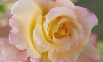 Rose Aquarell, Blüten in sanften Farben