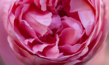 Blumenkissen im Namen der Rose Brother Cadfael