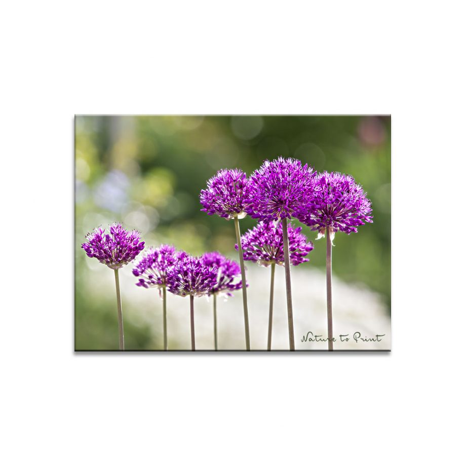 Allium! Frühling beginnt schon im Herbst. | Eine pralle Zierlauchblüte bricht auf und zeigt Farbe. Ein fast schon erotisches Blumenbild über die unbändige Macht des Frühlings.