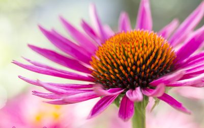 Leinwandbild Echinacea, ein Sonnenkind im Sommergarten