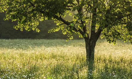 Fototapete Goldener “Kirschbaum im Mai”