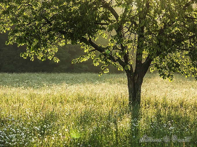 Fototapete Goldener „Kirschbaum im Mai“