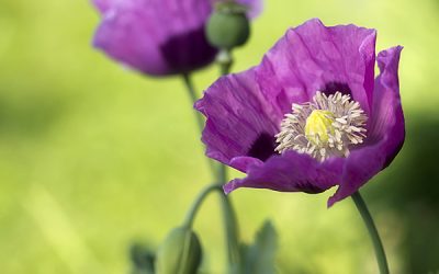 Kunstdruck Schlafmohn im Garten