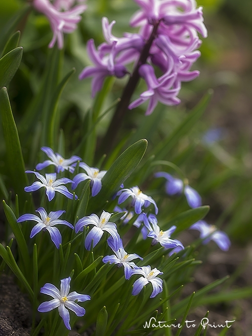 Blumenbild Schneeglanz und Hyazinthen