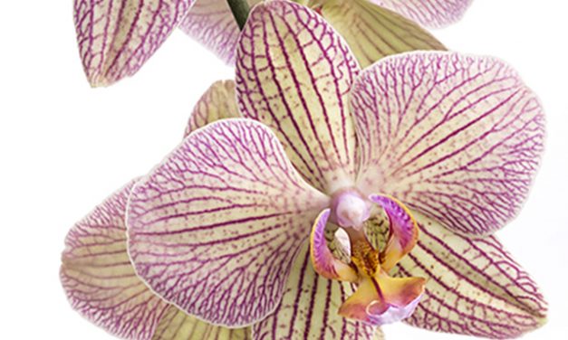 Kunstdruck Phalaenopsis-Orchidee