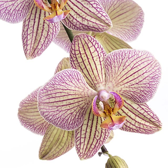 Gerahmter Kunstdruck Orchidee für modernes Wohnen