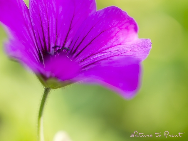 Ein Loblied auf den Armenischen Blutstorchschnabel Blumenbild, Blumengarten, Stauden Blumenbild Swinging Pink