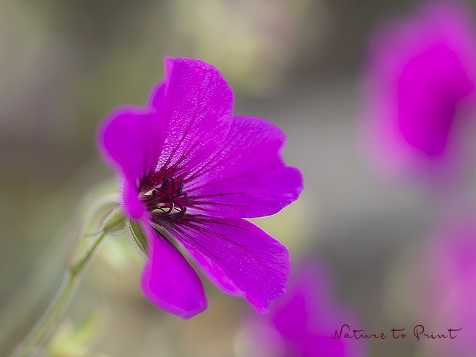 Ein Loblied auf den Armenischen Blutstorchschnabel Blumenbild, Blumengarten, Stauden Armenischer Blutstorchschnabel Patricia im Garten