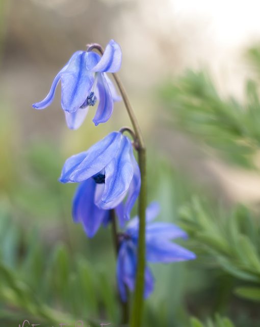 Blausternchen im Feengarten