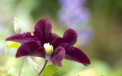 Fototapete Clematis verwandelt Wartezimmer in Gartenzimmer.