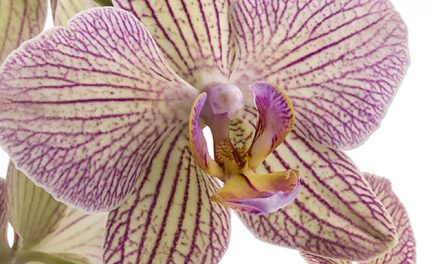 Blumenkissen Schmetterlings-Orchidee, so schön ist pflegeleicht