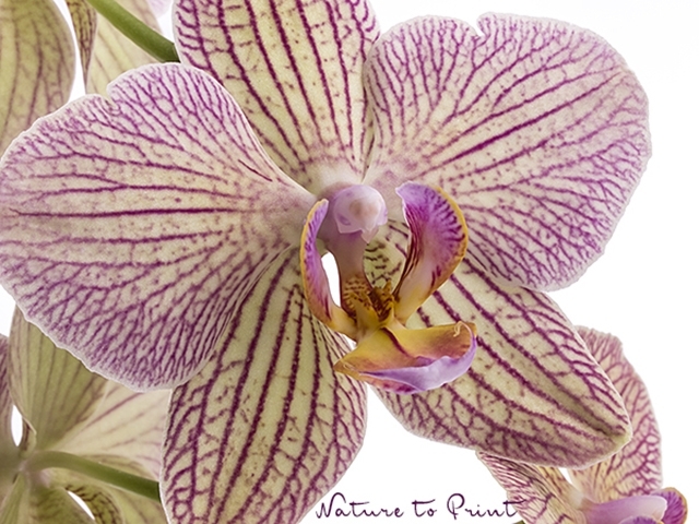Blumenkissen Schmetterlings-Orchidee, so schön ist pflegeleicht
