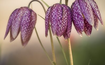 Blumenkissen Schachbrettblume