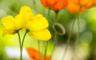 Blumenbilder im Hotel: Bunter Blütenreigen mit Islandmohn.