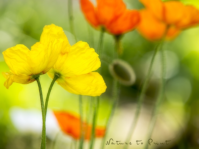 Fototapete Poppys in sonnigen Farben