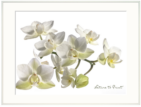 Leinwandbild Little White Orchid, auch schön im Bilderrahmen mit Passepartout