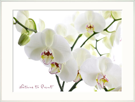 Welches Passepartout passt zu Kunstdruck weiße Orchidee