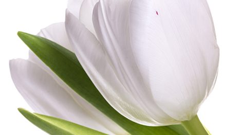 Wandbild Weiße Tulpen. Reinheit, Frische & Frühlingslust im Großformat.