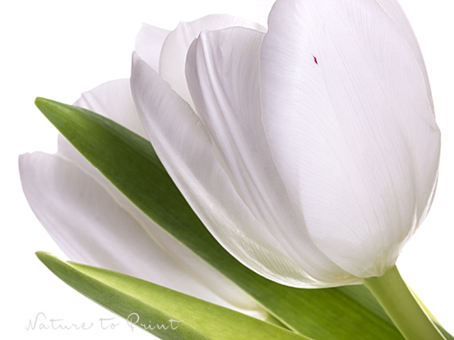 Wandbild Weiße Tulpen. Reinheit, Frische & Frühlingslust im Großformat.