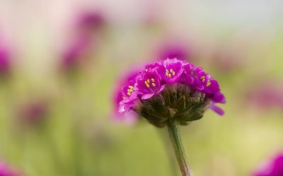 Glanzvolle Blumenbilder auf Acrylglas für Praxis und privat