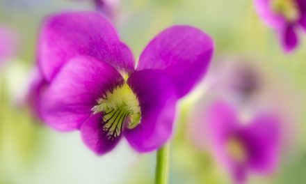 Drei Frühlingsbilder im schönsten Purpur
