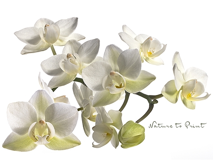 Blumenbild White Orchid verleiht Mini-Orchidee ein 2. Leben