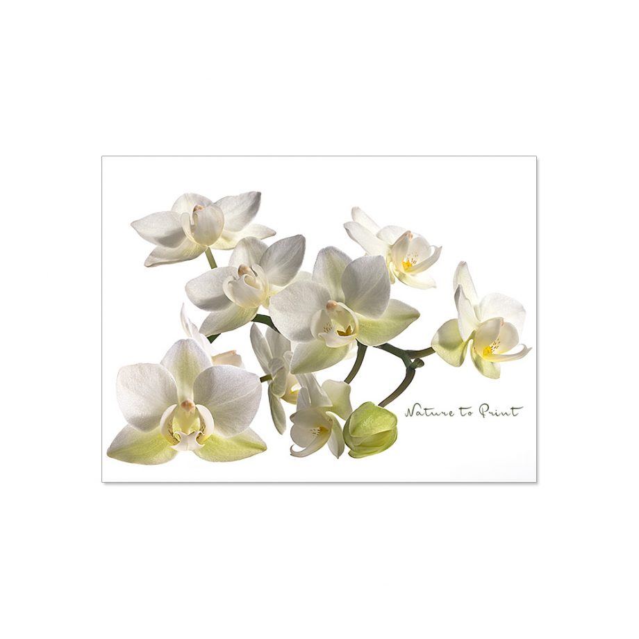 Leinwandbild Little White Orchid