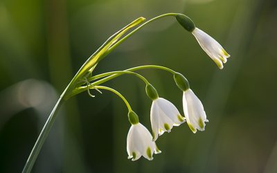 Frühlingstapete liebliche Sommerknotenblume
