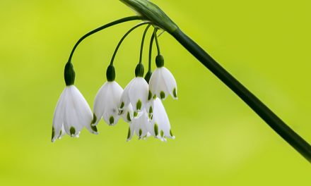 Die Sommerknotenblume, Glück mit weißen Glöckchen