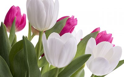 Tulpenbild Vorfreude schürt Lust auf Frühling