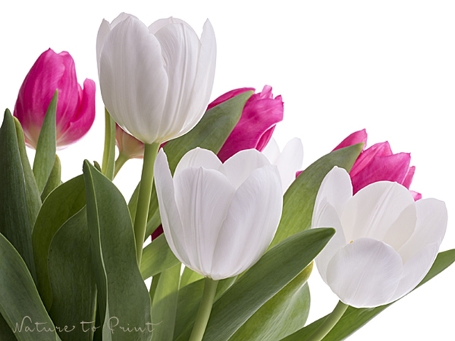Tulpenbild Vorfreude schürt Lust auf Frühling