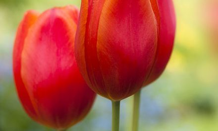 Wandbild Tulpen und Vergissmeinnicht