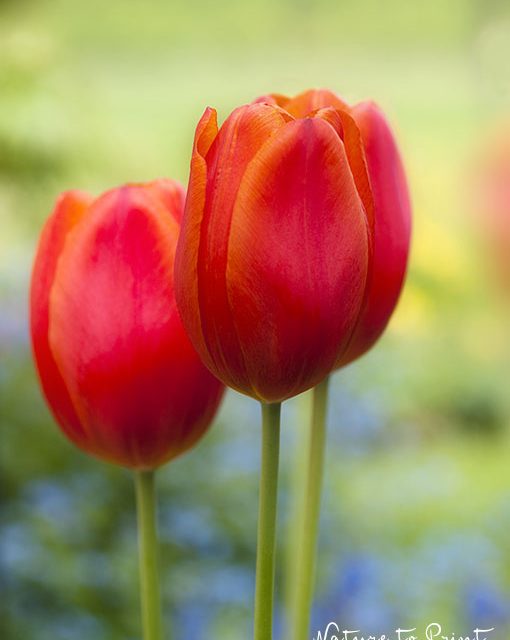 Wandbild Tulpen und Vergissmeinnicht
