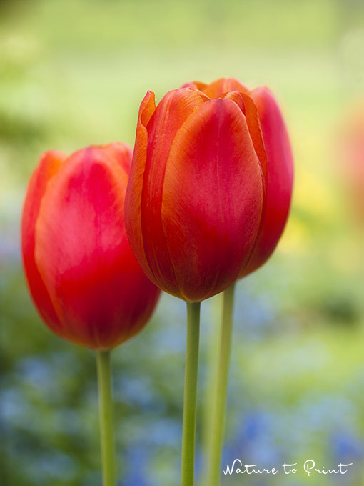 Wandbild Tulpen vor Vergissmeinnicht