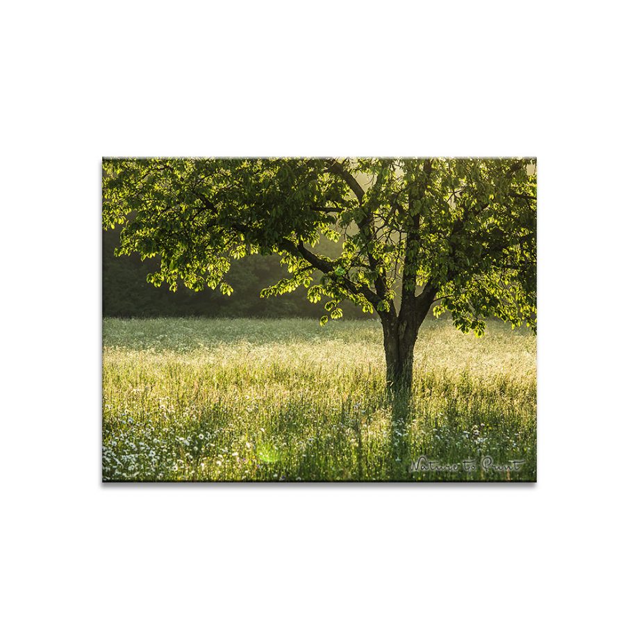 Landschaftsbild Kirschbaum im Mai