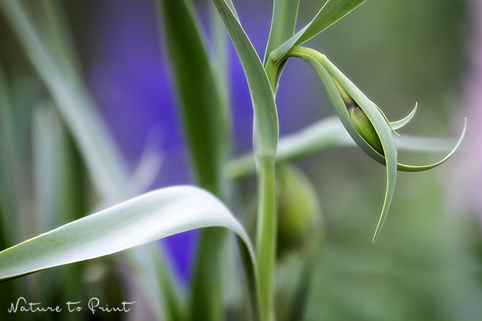 Verhüllte Knospe einer Fuchstraube