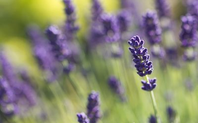 Lavendel ist des Sommers schönster Duft – auch im Haus