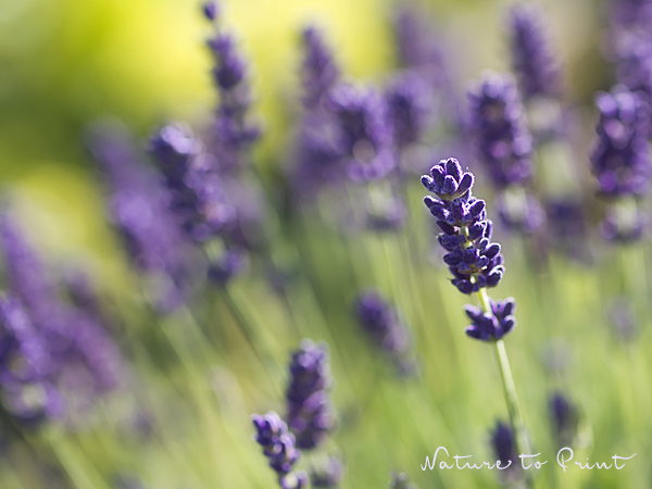 Lavendel ist des Sommers schönster Duft – auch im Haus