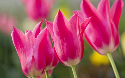 Leinwandbild Tulpe Mariette, vom Wind verweht