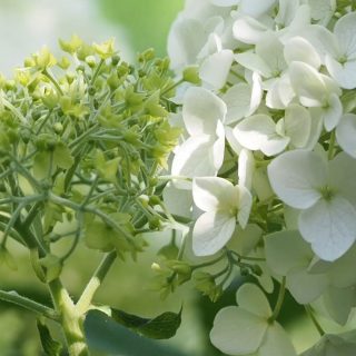 Annabelle versetzen und pflegen
Jetzt ist ein guter Zeitpunkt, Hortensie Annabelle zu versetzen. Keine Angst, das geht einfach und selbst Spätfröste können der Waldhortensie nicht schaden. Im Frühling treibt Annabelle munter wieder aus.
Im Blog
+ Tipps damit Annabelle nicht mehr umkippt.
+ Harmonische Pflanzpartner im Schattenbeet.
+ Standort und Boden
Im Blog: Annabelle versetzen, pflegen und schön kombinieren
https://www.wo-blumenbilder-wachsen.de/hortensie-annabell-versetzen/
Kurz: https://www.insbeet.de/Annabell_versetzen
#hortensie #hydrangea #hortensien #blumengarten #schattenbeet #annabell #garten #gardening #lebenmitblumen #schattengarten #pflanzenliebe #gartenwissen #gartentipps #iloveplants #instaplant #instagarden #pflanzenfreude #gardenlove #countryliving #landliebe #landgarten #gehölzschnitt #hortensia #gardeninspiration #omsystemde