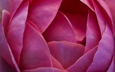Blumenkissen Englische Rose Brother Cadfael