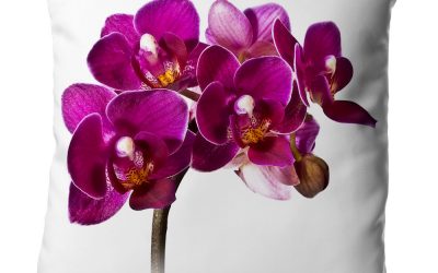 Blumenkissen Orchidee. Ungetrübte Freude mit Mini-Orchidee