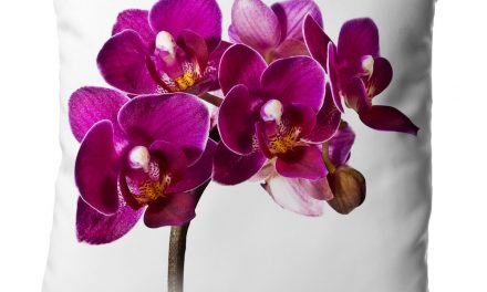 Blumenkissen Orchidee. Ungetrübte Freude mit Mini-Orchidee