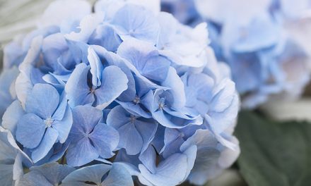 Mythos blaue Blumen und die Sehnsucht nach Schönheit