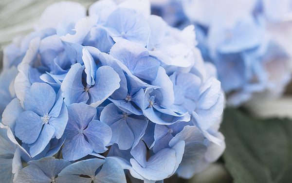 Mythos blaue Blumen und die Sehnsucht nach Schönheit
