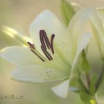 Lilien fotografieren im schönsten Morgenlicht. 2 Tipps