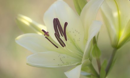 Lilien fotografieren im funkelnden Morgenlicht. 2 Tipps