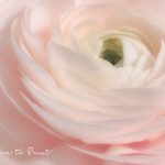 Ein Hauch von Frühling, ein romantisches Blumenbild