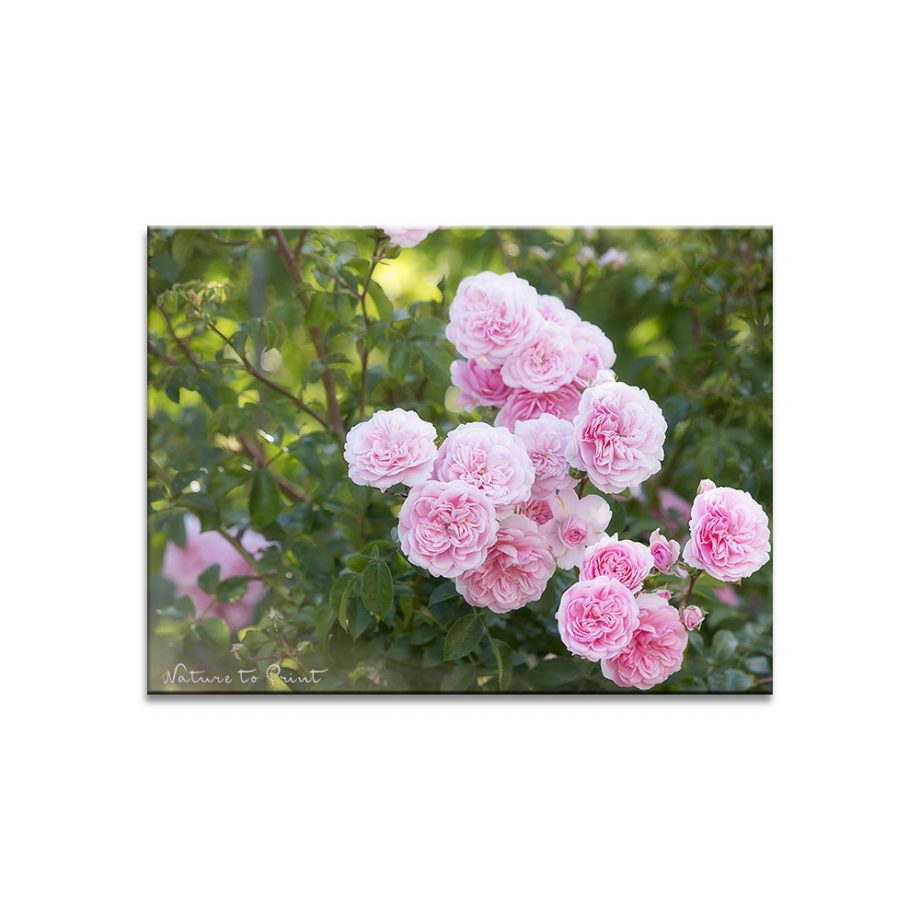 Rose La Belle Coquette Leinwandbild