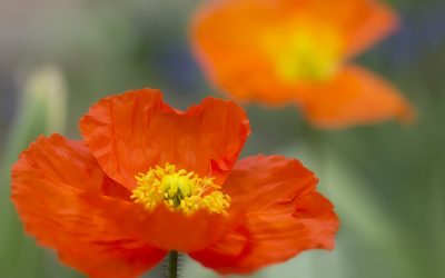 So blüht Islandmohn in Haus und Garten auf